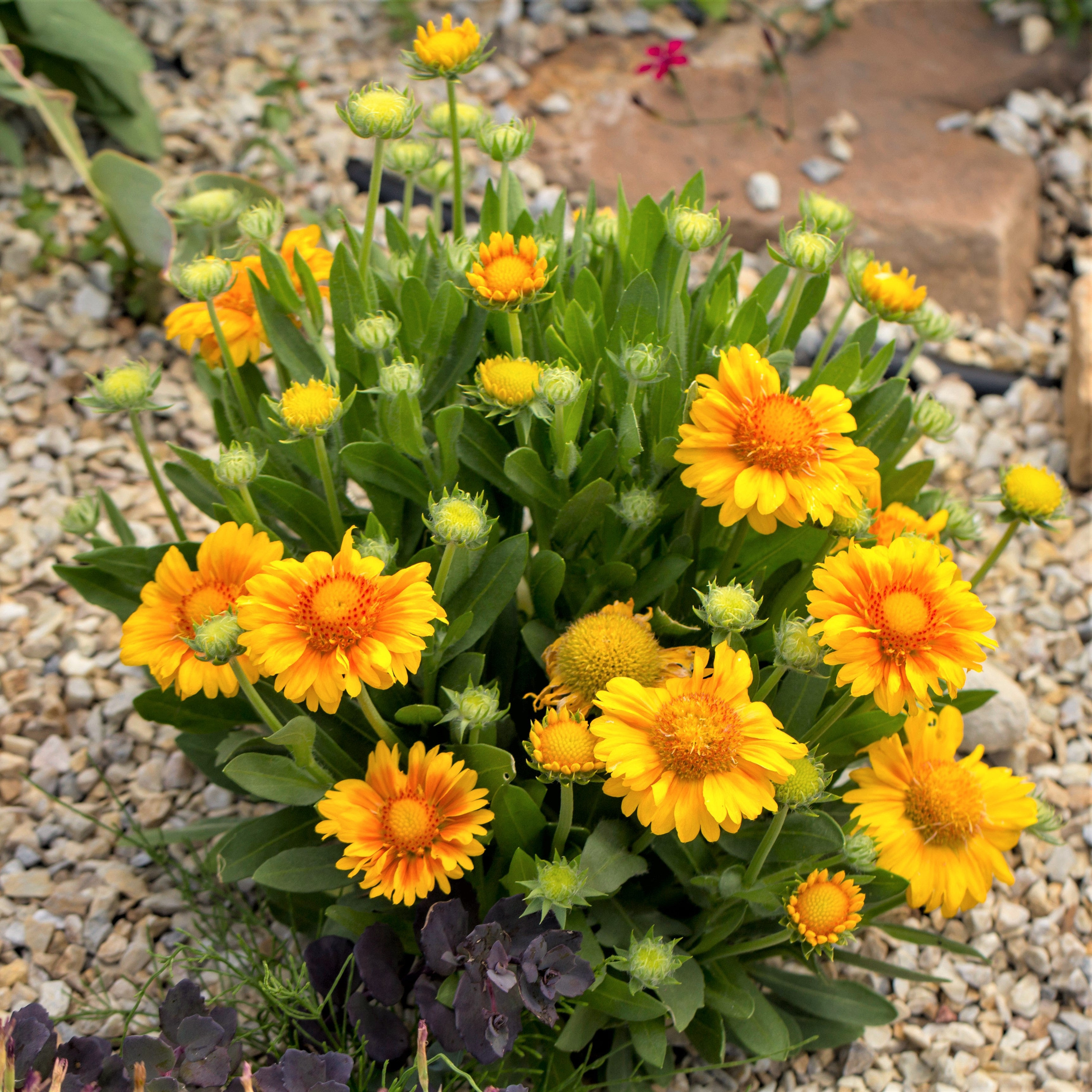 Maybe you would like to learn more about one of these? Gaillardia Rooted Starter Plants For Sale Online Arizona Apricot Easy To Grow Bulbs