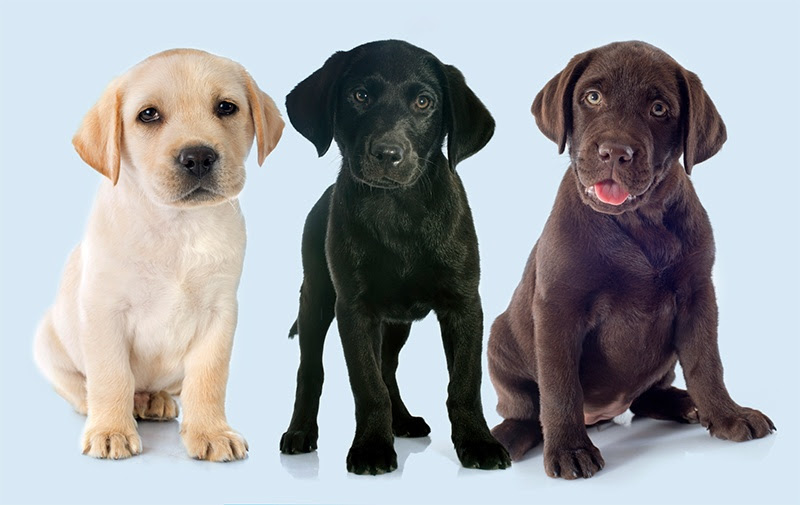 Indoor runs are heated & air conditioned. Quality Labrador Puppies For Sale C K Labs Grove City Mn