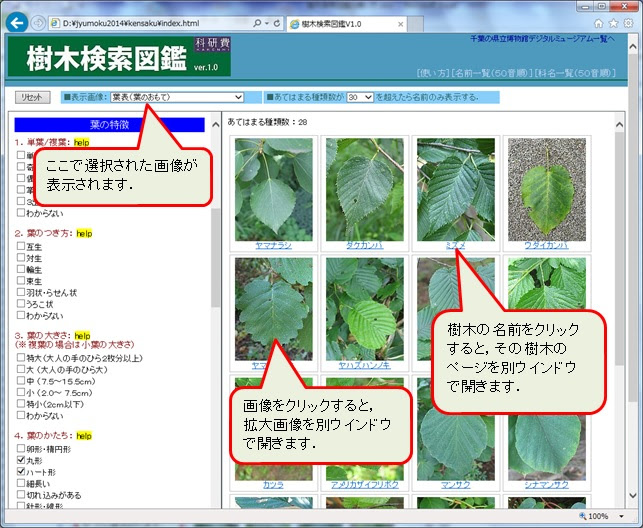 100 Epic Best街路樹 図鑑 最高の花の画像