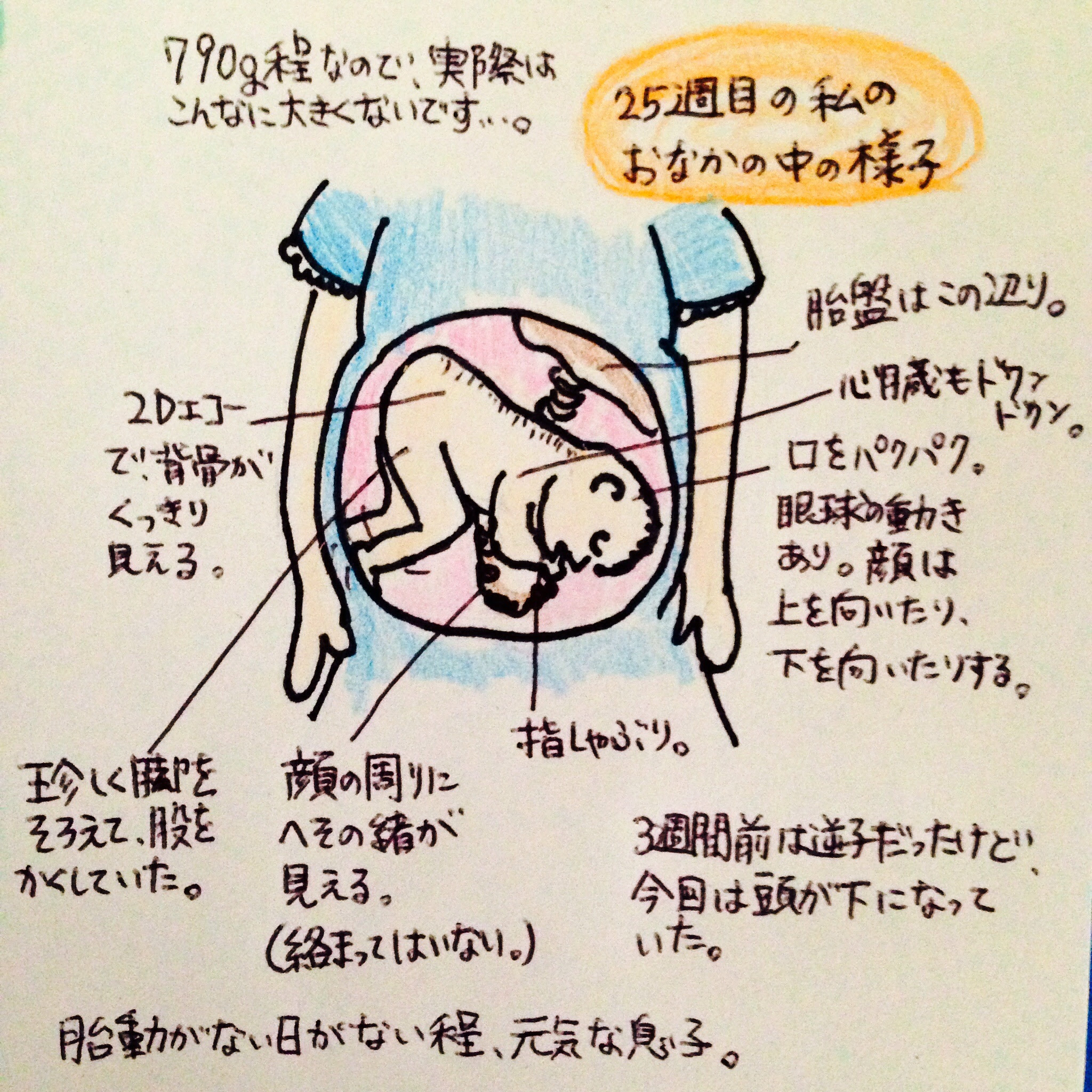 トップ 胎動 位置 5 ヶ月 イメージ有名