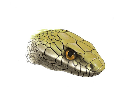 蛇 イラスト かっこいい