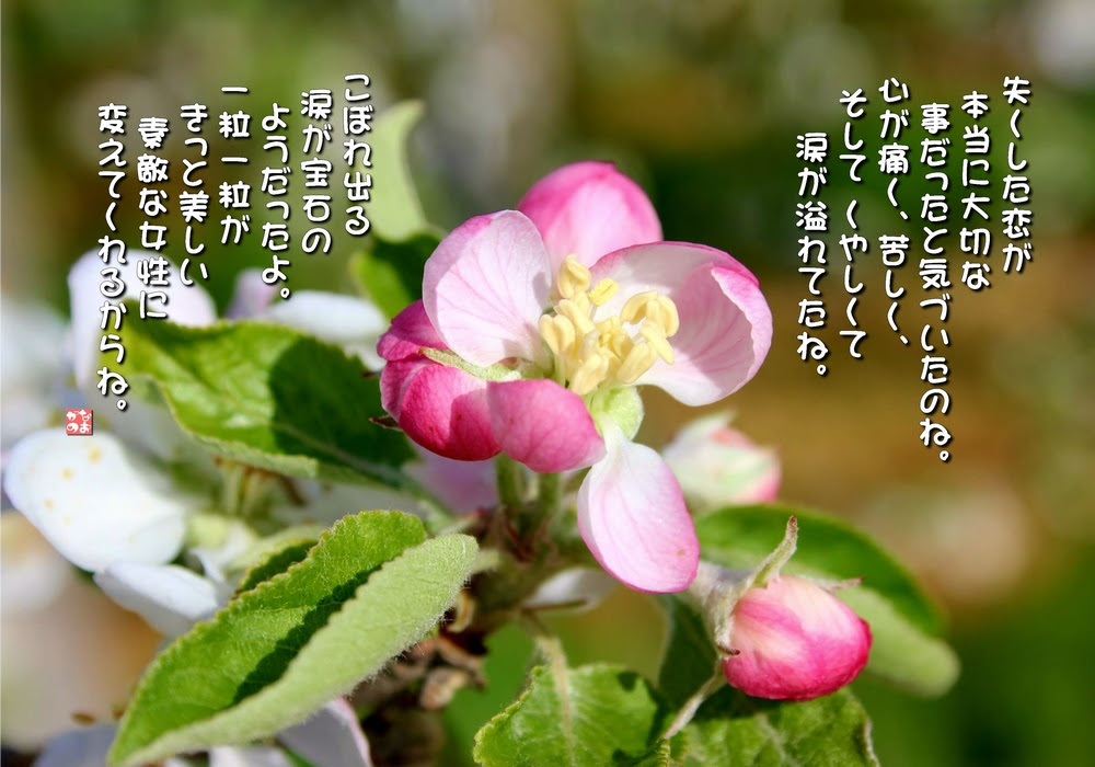 すべての美しい花の画像 ユニーク林檎 花言葉
