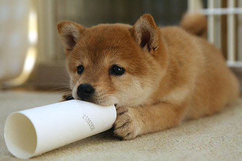 ディズニー画像ランド 新鮮な豆 柴 柴犬 子犬 壁紙
