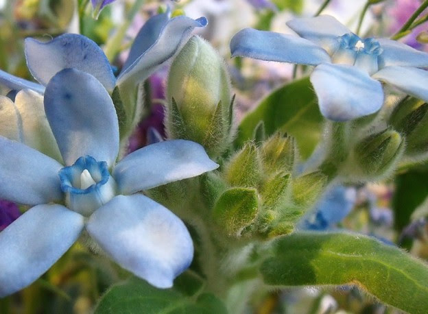 すべての美しい花の画像 Hd限定水色 花 名前