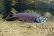 750x500-coho-salmon