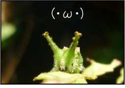 オオムラサキ 幼虫 かわいい オオムラサキ 幼虫 かわいい Blogakuwolusae