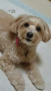 50 素晴らしいマルプー 成犬 可愛い 最高の動物画像
