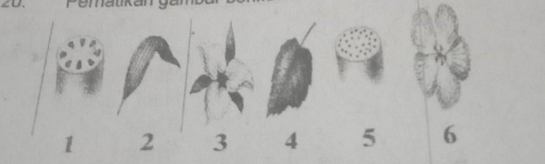  Ciri ciri Tumbuhan Dikotil  Ditunjukkan Oleh Nomor malaygaga