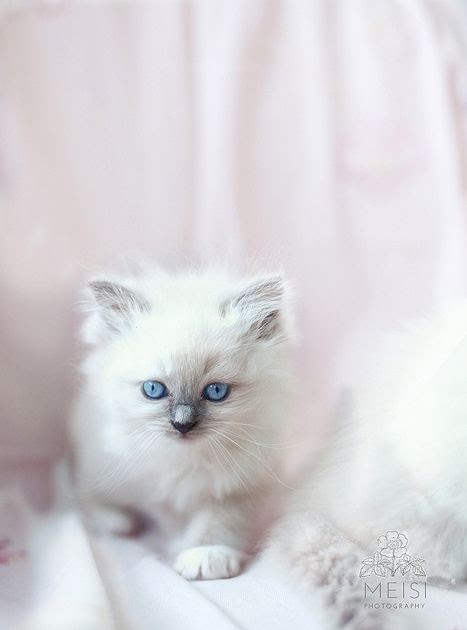 28+ Ragdoll Kittens For Sale Near Me Cheap - Furry Kittens