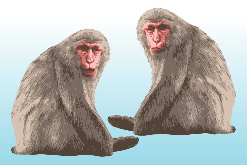 最高の動物画像 無料印刷可能猿 イラスト リアル
