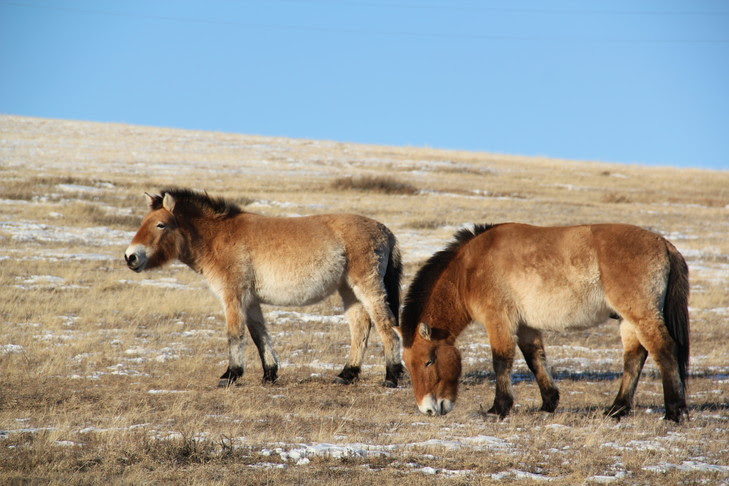 DIAPORAMA - Le cheval de Przewalski n’est pas un cheval sauvage