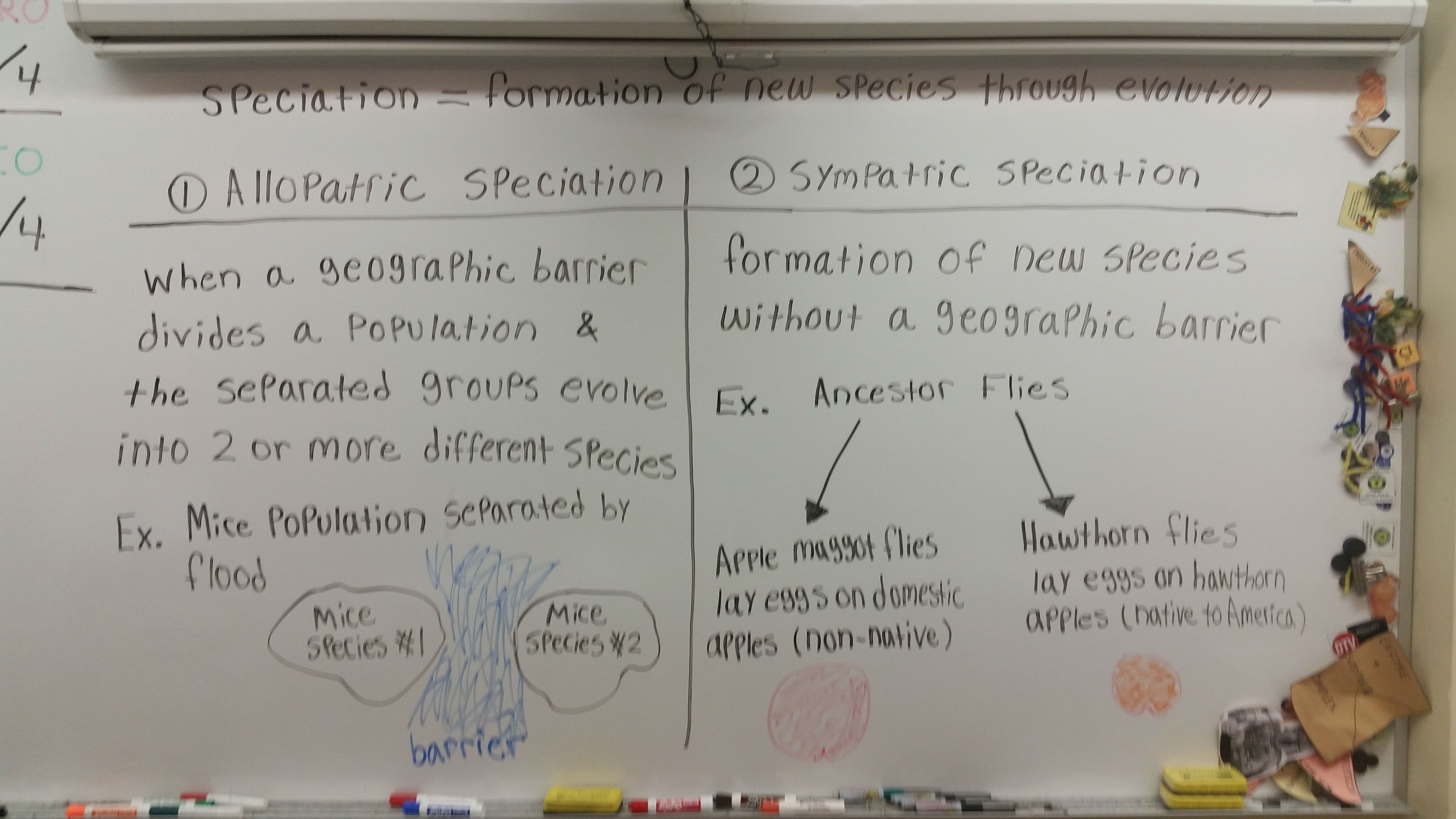 Check spelling or type a new query. Mr Pittenger Biology Honors Biology 1st Semester Resources Cardinal Biology