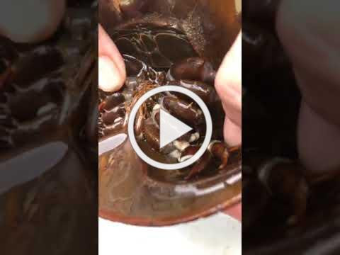 Leslie's Livestream: Horseshoe Crabs