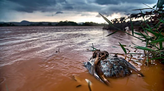 Rio Doce: qualidade da água piora em toda a bacia após dois anos da tragédia