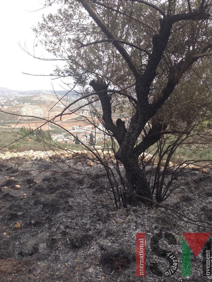 Zionist settlers burn
Palestinian olive grove