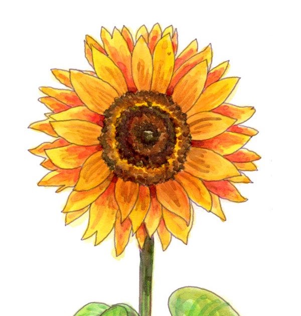 Aesthetic Sunflower Drawing Easy Max Installer