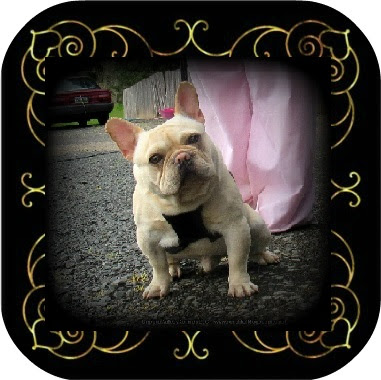 Our french bulldog puppies are given a wonderful start in life that provides them with the love furthermore, all french bulldog puppies under our care receive regular exercise, play, and affection. Francisco Akc French Bulldog Puppies For Sale Akc French Bulldog Breeders Oregon French Bulldogs