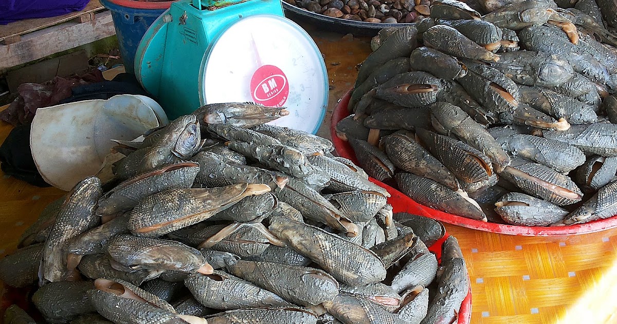 Resepi Sotong Celup Tepung Kuala Terengganu - Surasmi X