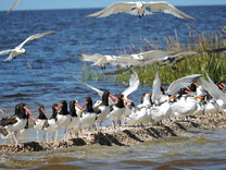 american oystercatchers