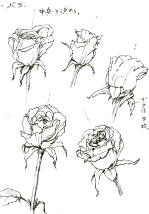 最高かつ最も包括的な薔薇 イラスト 描き方 アニメ画像