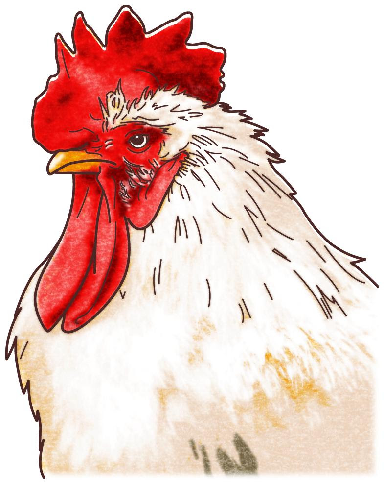 トップ100 鳥 リアル イラスト 無料イラスト集