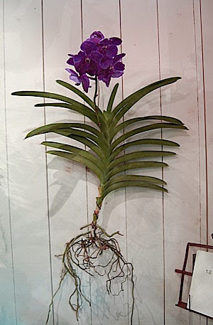 上蘭 バンダ 最高の花の画像