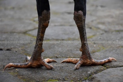  Gambar  Ayam  Vietnam Yg Bagus Gambar  V