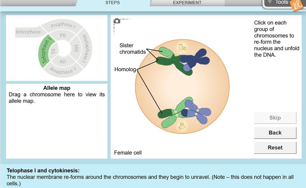 Meiosis Gizmo Answer Key Pdf Activity A - Cell Division ...