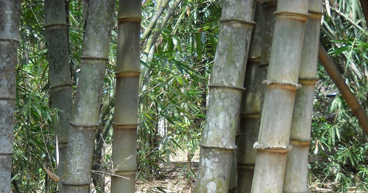 Trend Kerajinan Bambu  Betung
