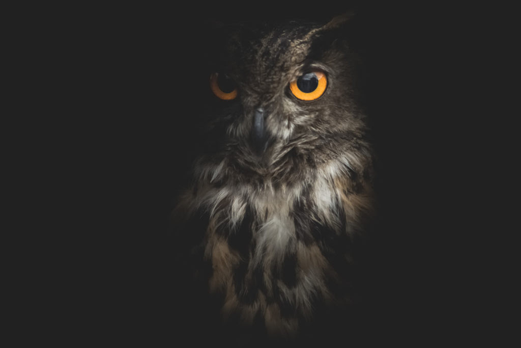 Kumpulan Wallpaper  Owl Hitam  Download Koleksi Wallpaper  