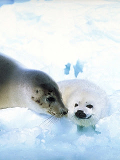 コレクション アザラシ 赤ちゃん 壁紙 ちょうどディズニーの写真