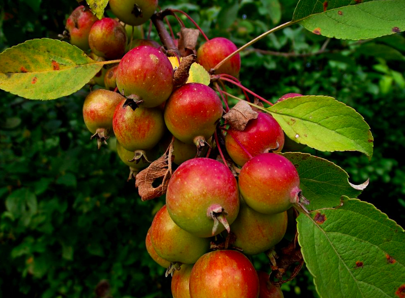 Search home gardeners commercial growers variety management. How To Grow Columnar Apple Trees In Your Urban Garden Garden And Happy