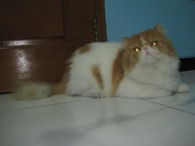  JUAL  BELI  HEWAN  PELIHARAAN  JUAL  JUAL  Kucing Ped 