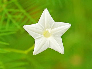 【人気ダウンロード！】 星形 花 白 182635
