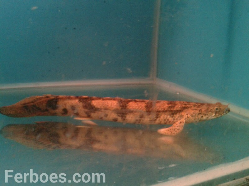 We did not find results for: Polypterus Endlicheri Salah Satu Jenis Ikan Naga Ferboes Com