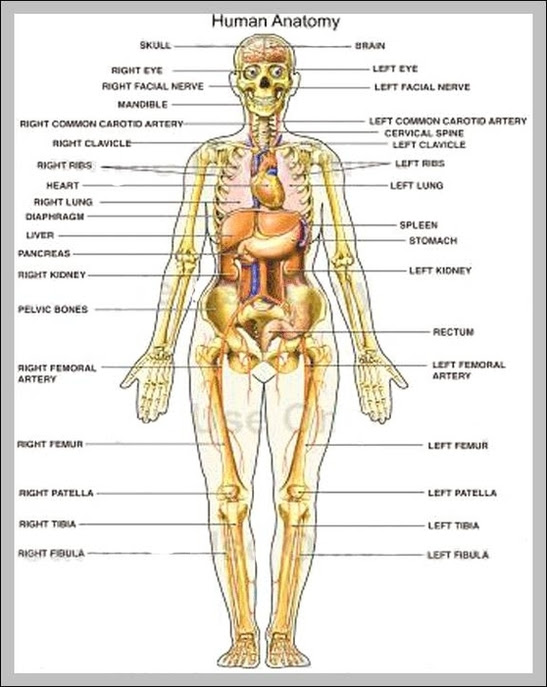 Although this appears on the map as a linear path of transformation, a different visual metaphor better represents the complexity of. Human Body Map Of Organs Anatomy System Human Body Anatomy Diagram And Chart Images