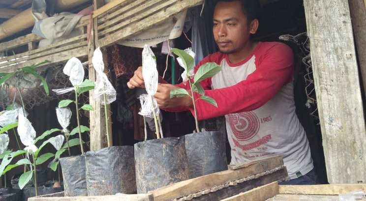 Tersedia bibit buah unggul dengan sertifkat deptan maupun bibit tanaman buah non sertifikat garansi toko utk keasliannya Jual Bibit Buah Murah Bondowoso Situbondo Jember Banyuwangi