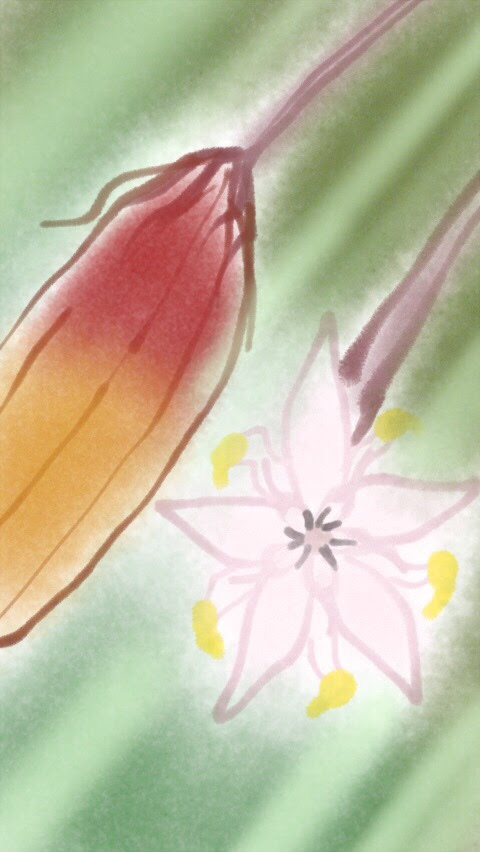 カカオ 花言葉 カカオ 花言葉