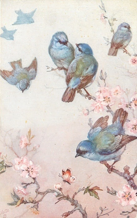 最新壁紙 青い 鳥 最高の花の画像