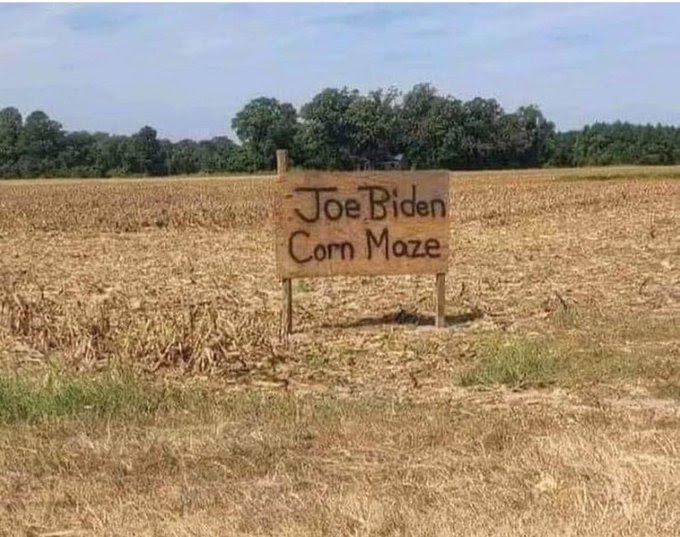 Joe Biden Corn Maze showing no maze at all.