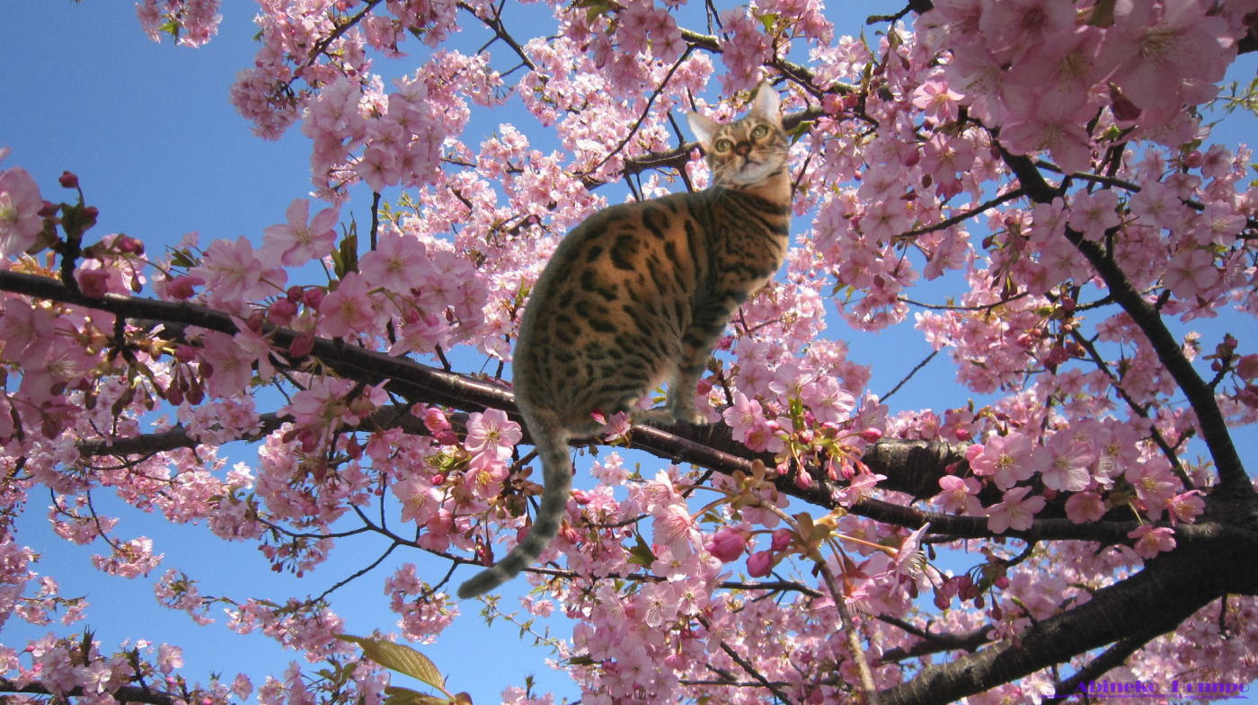 ベストセレクション 桜 壁紙 Pc Jpbestwallpaper