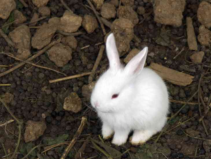 最高の動物画像 ベスト可愛い うさぎさん