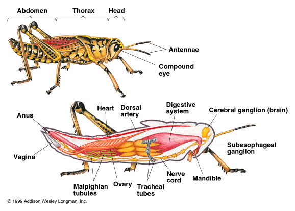 Www.contoh Hewan Invertebrata - Kabar Click