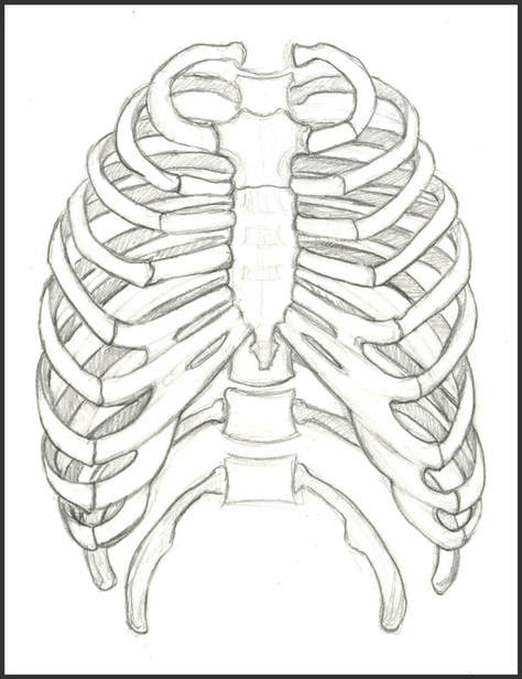 Browse 406 rib cage drawing stock photos and images available, or start a new search to explore more stock photos and images. Rib Cage Amanda Barnaby