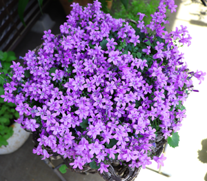美しい花の画像 Hd限定花 ベルフラワー