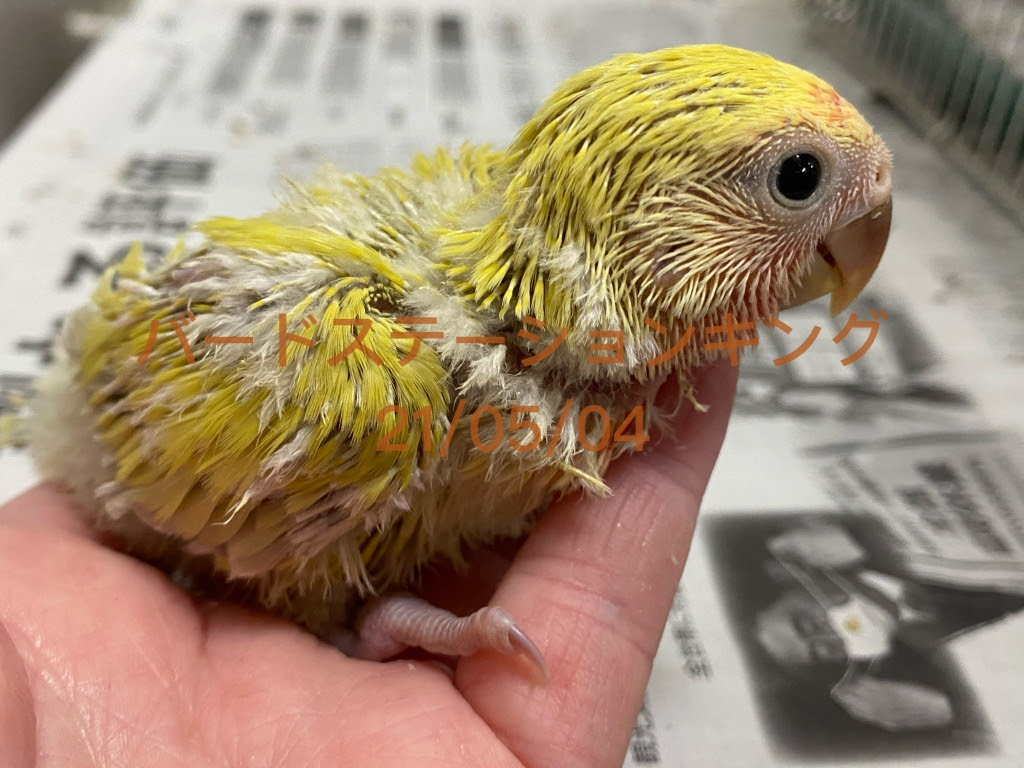 コザクラインコ 雛 販売 兵庫 コザクラインコ 雛 販売 兵庫