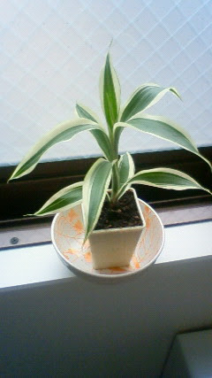トップ100サンデリアーナ 花 言葉 すべての美しい花の画像