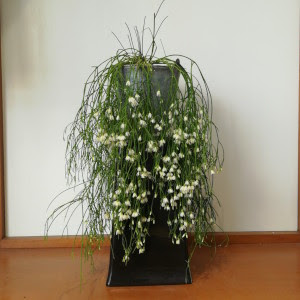 50 リプサリス 花 多肉植物 リプサリス 花