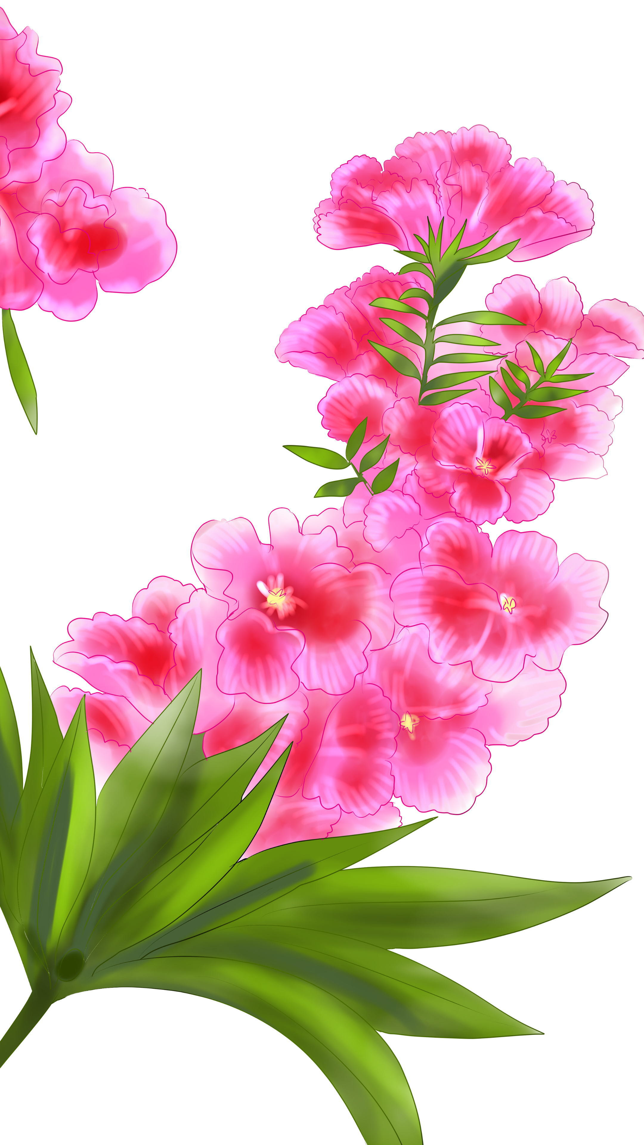 元のゴデチア 花 最高の花の画像
