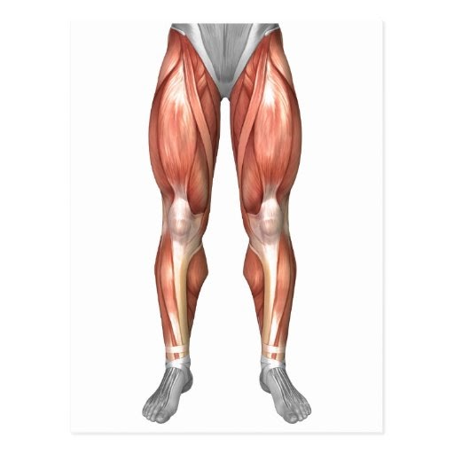 Lower Back And Leg Muscle Diagram : Muscle: Lower Leg & Foot